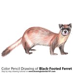 How to Draw a Black-Footed Ferret