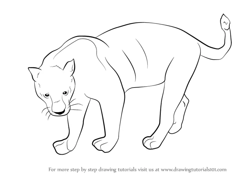 panther drawing