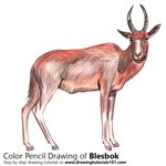 How to Draw a Blesbok