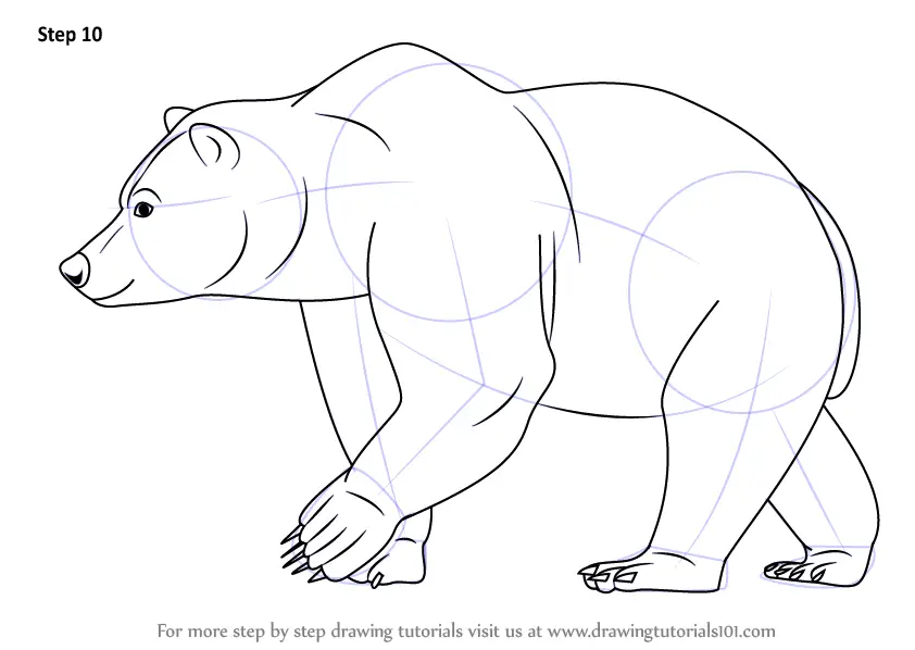 How to Draw a Brown Bear (Wild Animals) Step by Step