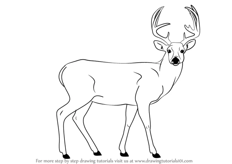 Learn How to Draw a Buck Deer (Wild Animals) Step by Step Drawing