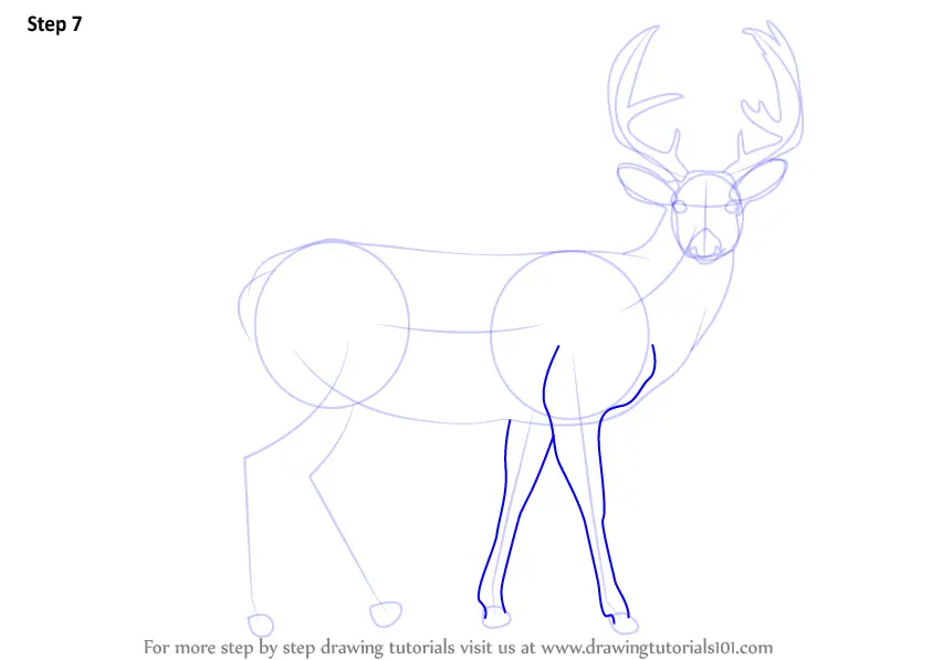 How to Draw a Buck Deer (Wild Animals) Step by Step