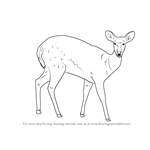 How to Draw a Bushbuck