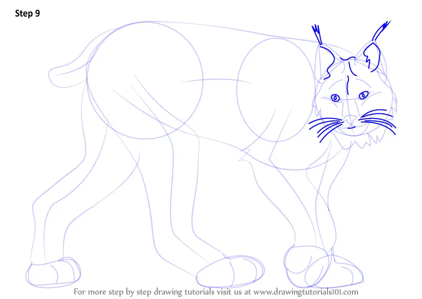 how to draw lynx How to draw a lynx, lynx, step by step, drawing guide ...