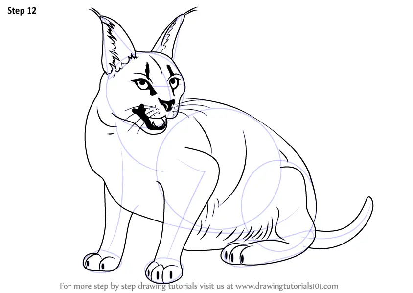 Learn How to Draw a Caracal (Wild Animals) Step by Step : Drawing Tutorials