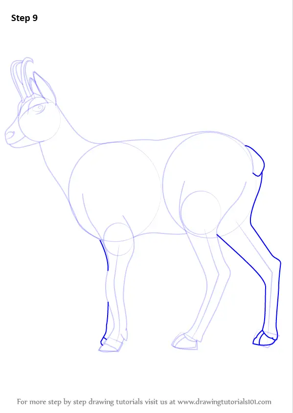 How to Draw a Chamois (Wild Animals) Step by Step