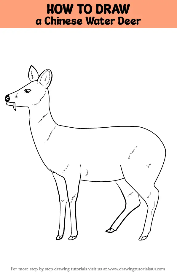 Deer Drawing Tutorial - How to draw Deer step by step