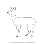 How to Draw a Chinese Water Deer