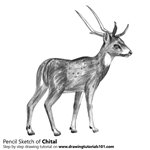 How to Draw a Chital
