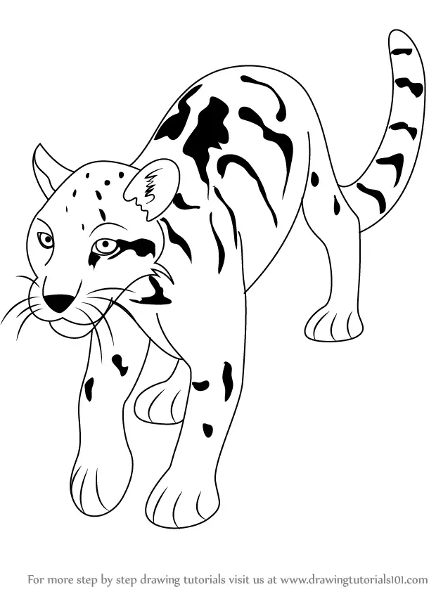 clouded leopard face drawing