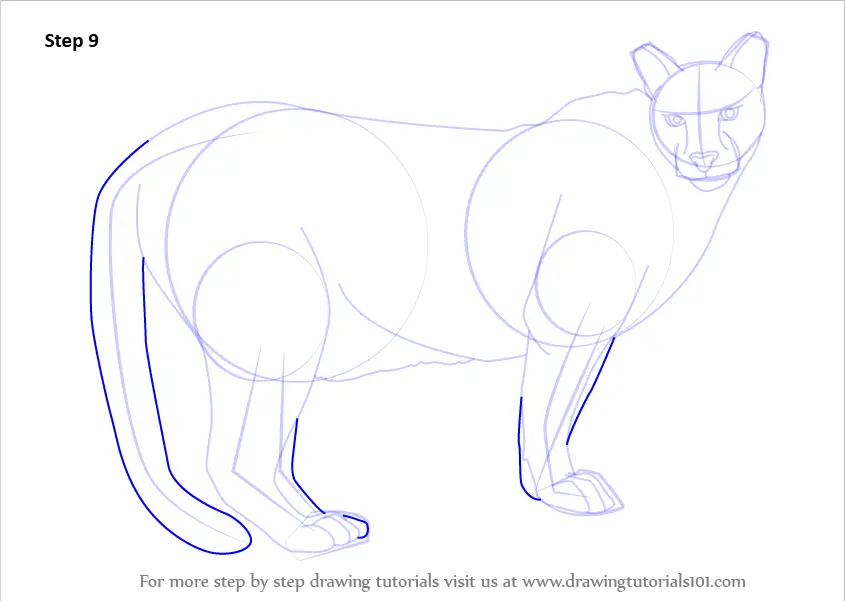 How to Draw a Cougar (Wild Animals) Step by Step