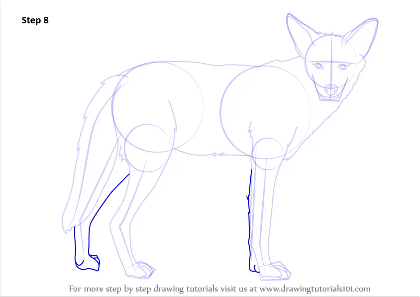 How to Draw a Coyote (Wild Animals) Step by Step | DrawingTutorials101.com