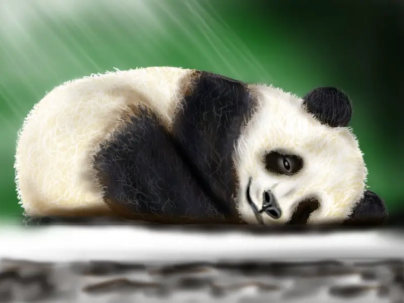 how to draw a realistic baby panda step by step