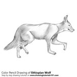 How to Draw an Ethiopian Wolf