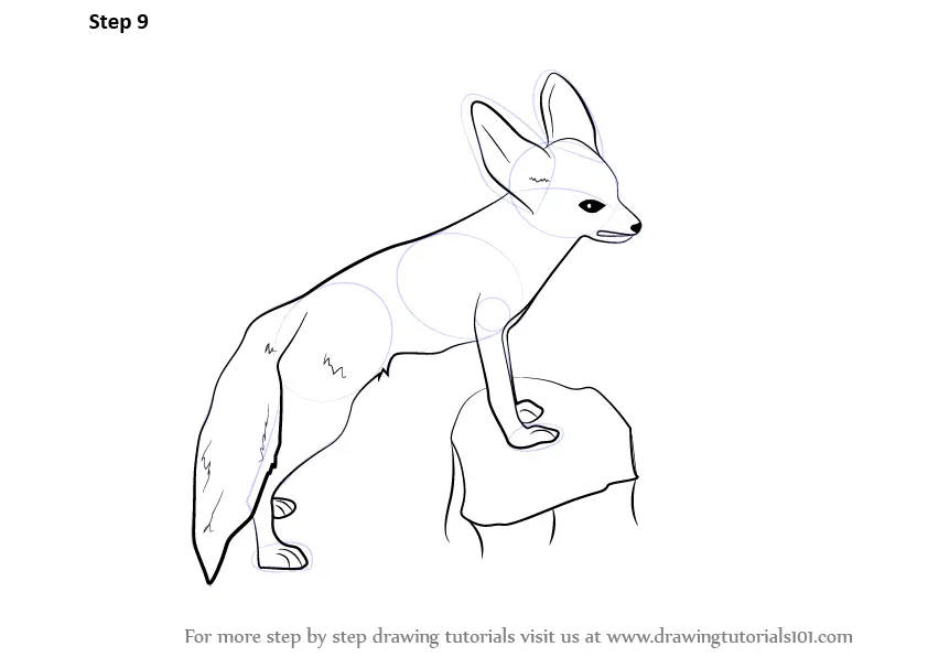 Step By Step How To Draw A Fennec Fox