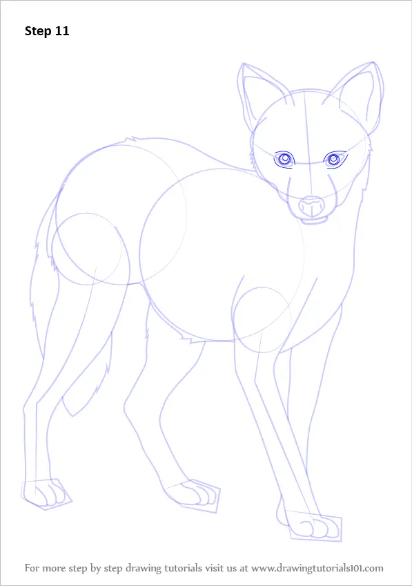 How to Draw a Golden Jackal (Wild Animals) Step by Step ...