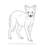 How to Draw a Golden Jackal