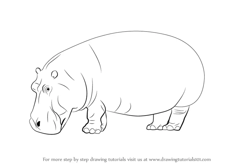 How to Draw a Hippopotamus (Wild Animals) Step by Step