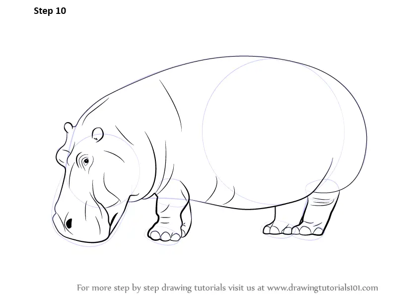 How to Draw a Hippopotamus (Wild Animals) Step by Step