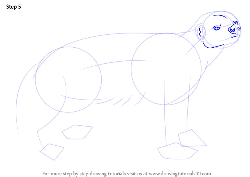 How to Draw a Honey Badger (Wild Animals) Step by Step ...