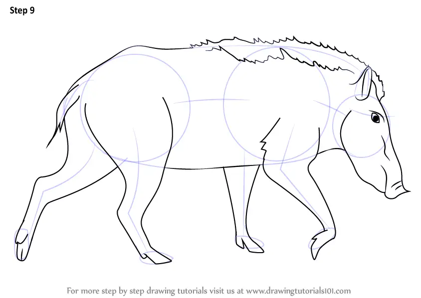 How To Draw A Indian Boar (Wild Animals) Step By Step ...