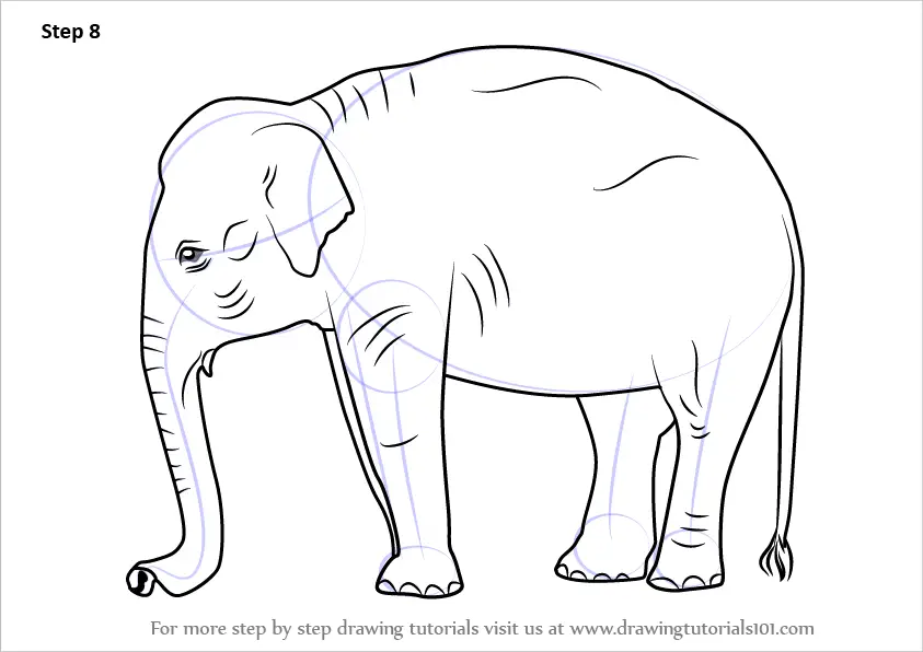 Learn How to Draw an Indian Elephant (Wild Animals) Step by Step