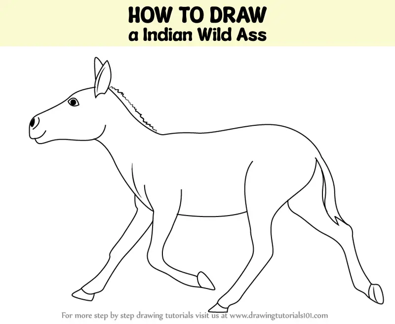 How To Draw A Indian Wild Ass (Wild Animals) Step By Step ...