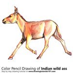 How to Draw a Indian Wild Ass 