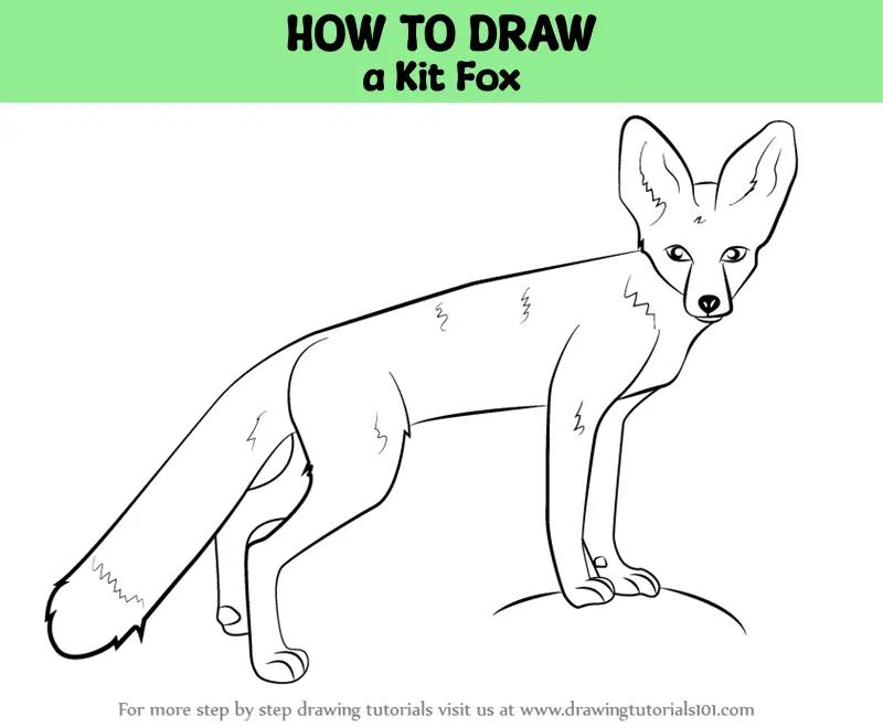 How To Draw A Kit Fox, Kit Fox, Step by Step, Drawing Guide, by Dawn -  DragoArt