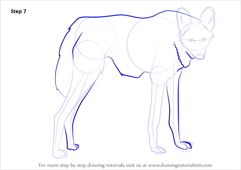 How to Draw a Maned Wolf (Wild Animals) Step by Step ...