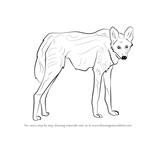 How to Draw a Maned Wolf