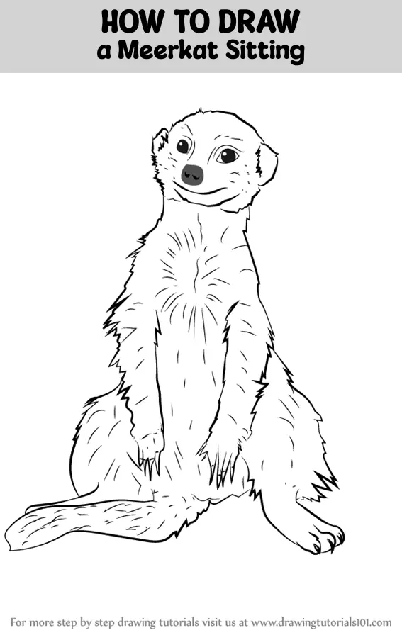 How to Draw a Meerkat Sitting (Wild Animals) Step by Step ...