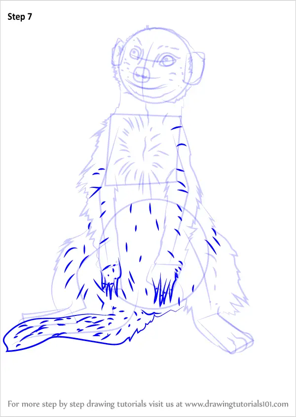 Learn How to Draw a Meerkat Sitting (Wild Animals) Step by Step