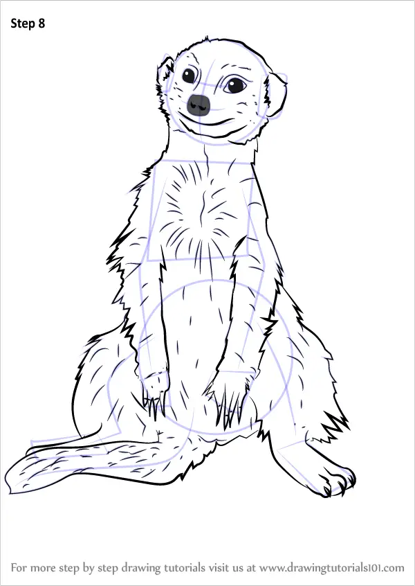 How to Draw a Meerkat Sitting (Wild Animals) Step by Step
