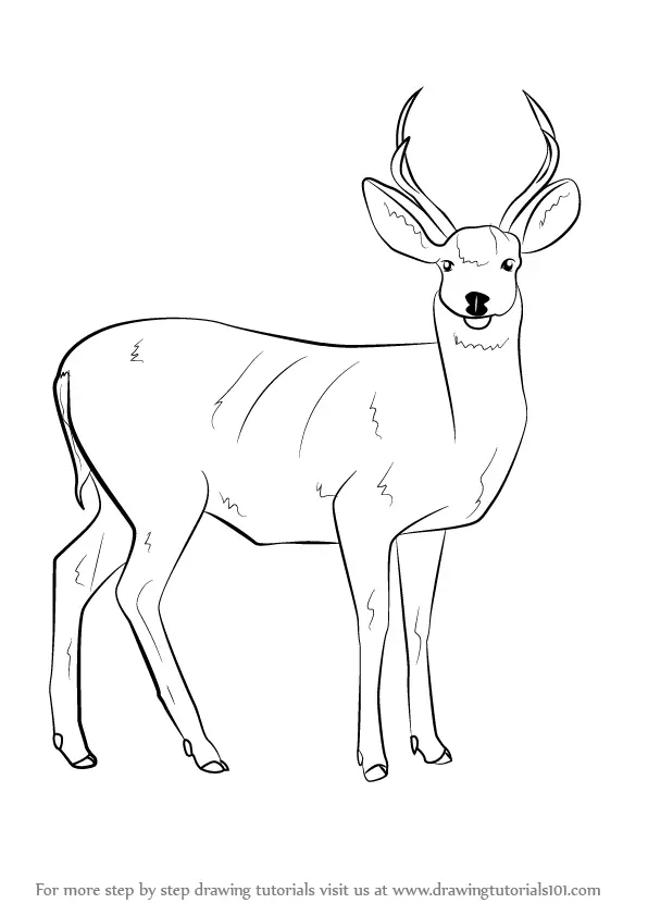 Learn How to Draw a Mule Deer (Wild Animals) Step by Step : Drawing