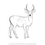 How to Draw a Mule Deer