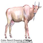 How to Draw a Nilgai