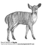 How to Draw a Nyala
