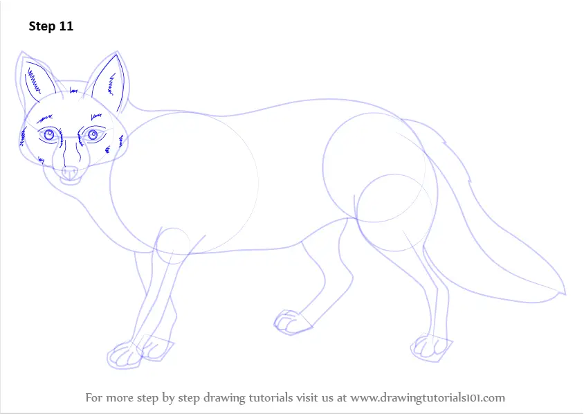 How to Draw a Pampas Fox (Wild Animals) Step by Step ...