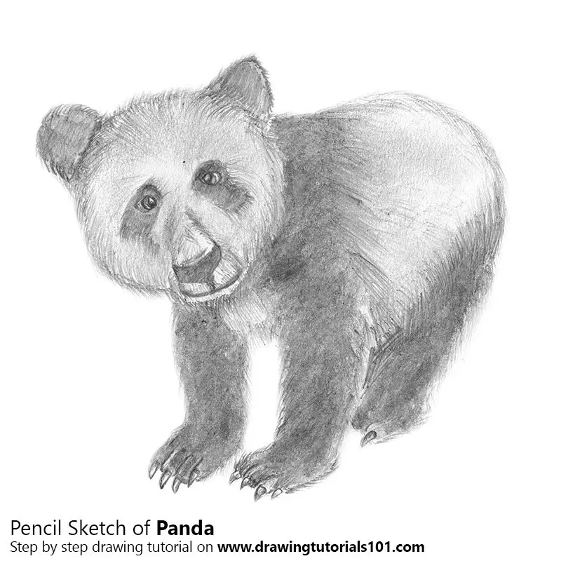 Cute Panda Drawings In Pencil