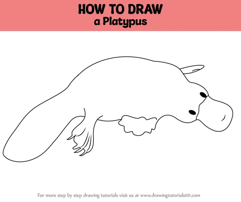 How to Draw a Platypus (Wild Animals) Step by Step