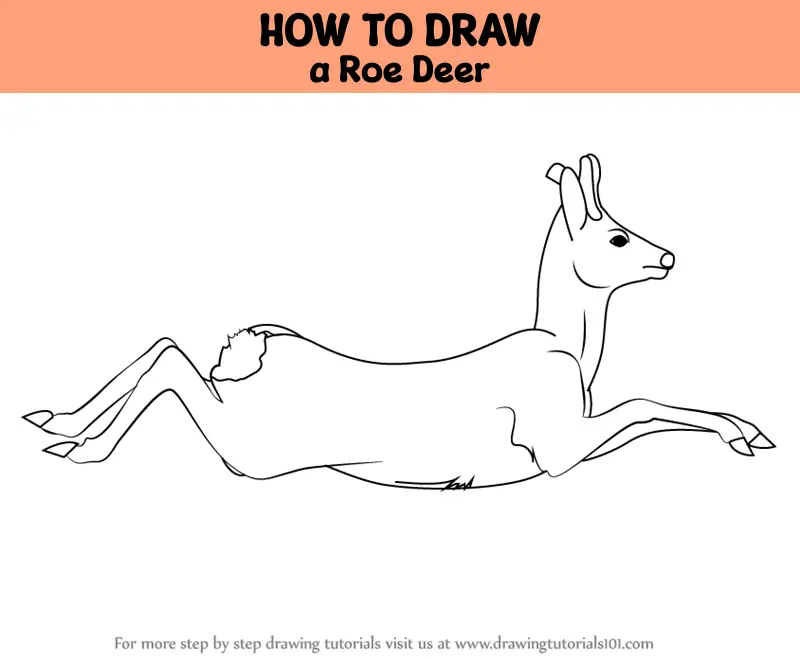 How to Draw a Roe Deer (Wild Animals) Step by Step ...