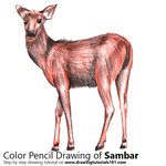 How to Draw a Sambar Deer