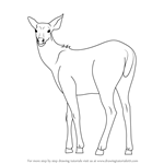 How to Draw a Sambar Deer