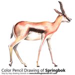 How to Draw a Springbok
