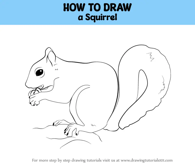 Beginners - how to draw a squirrel - YouTube