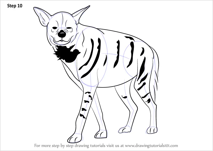 Learn How to Draw a Striped Hyena (Wild Animals) Step by Step : Drawing