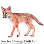 How to Draw a Swift Fox