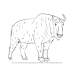 How to Draw a Takin