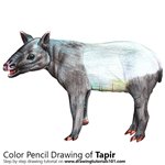 How to Draw a Tapir